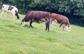 Longère de charme, calme et nature dans le Perche - Foto 4