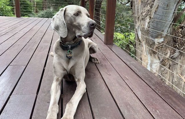 Whispering Gums Lorne Ocean Views Pet Friendly EV Charger - Photo 5