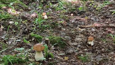 Zielona Dolina - Foto 5