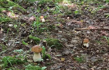 Zielona Dolina - Foto 5