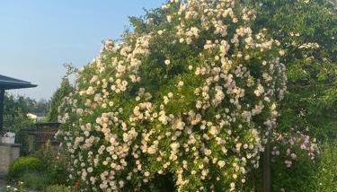 Ferienwohnung Hinterhermsdorf Glaser - Foto 4, Garden