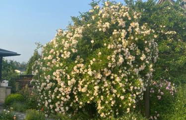Ferienwohnung Hinterhermsdorf Glaser - Foto 4