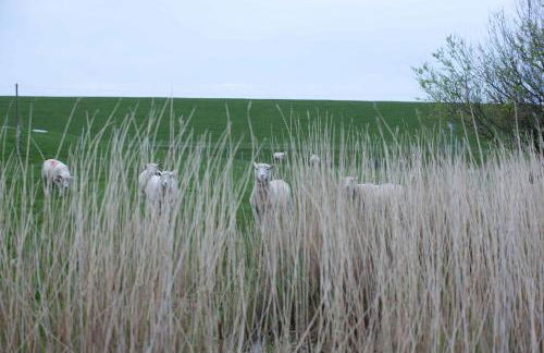 Tede Warft Freistehend am Deich mit Sauna - Foto 38