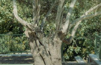 Ouzo Traditional House with private pool - Foto 14