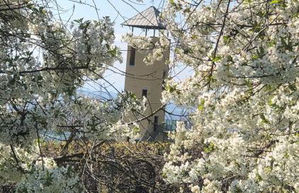 Jakobsruhe - Ferien im Weinparadies - Foto 24