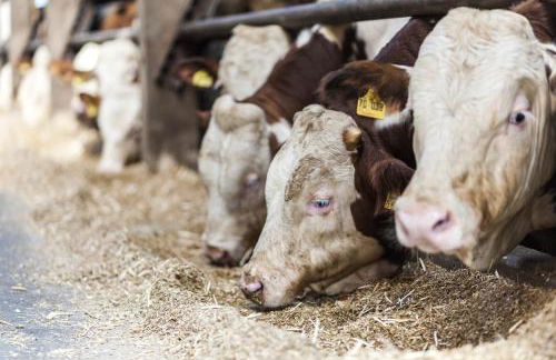 Gästehaus Bünner Hof - Foto 29