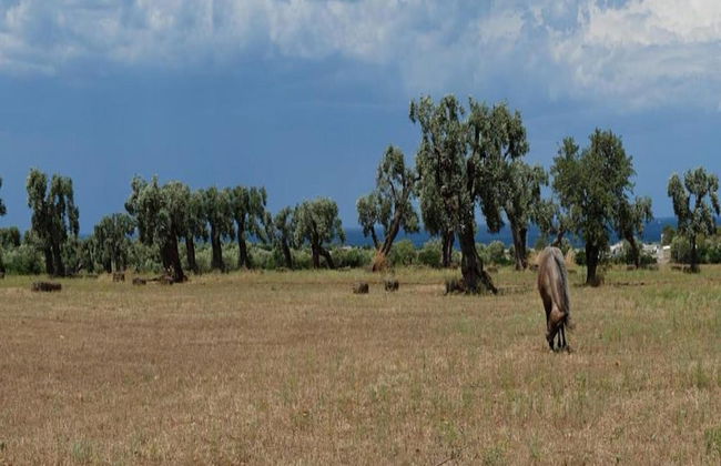 Villa Near Lecce With Garden and Beaches - Foto 23