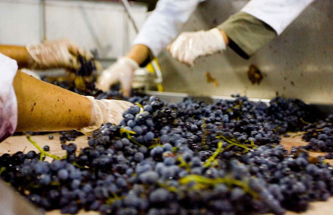 Visita a las bodegas Las Encomiendas - Foto 4