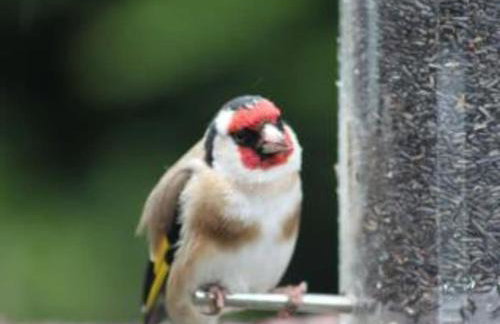 Orchard Holiday Cottage Melrose - Foto 27