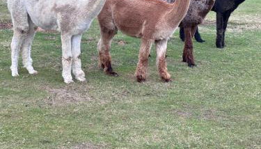 Highly rated Stunning Spring Break With Friendly Alpacas & Private Hot Tib in the Quaint Dorset Countryside with BBQ and outdoor patio, perfect for couples and walkers - Foto 5