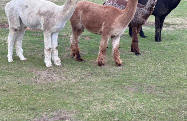 Romantic Luxury Cabin & Hot Tub near New Forest Dorset - Photo 4