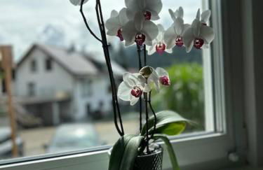 Ferienwohnung in Alpirsbach - Foto 11