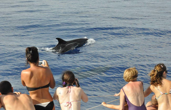 Observation de cétacés + Balade en 4x4 - Photo 1