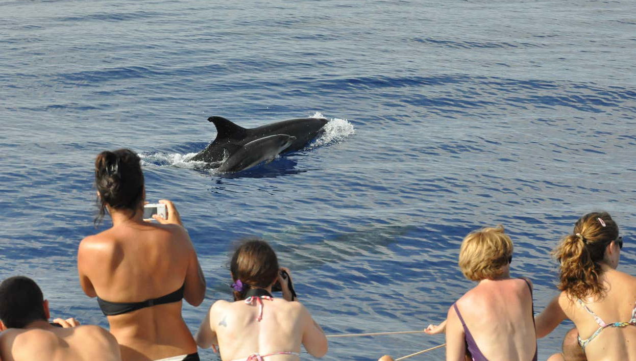 Observation de cétacés