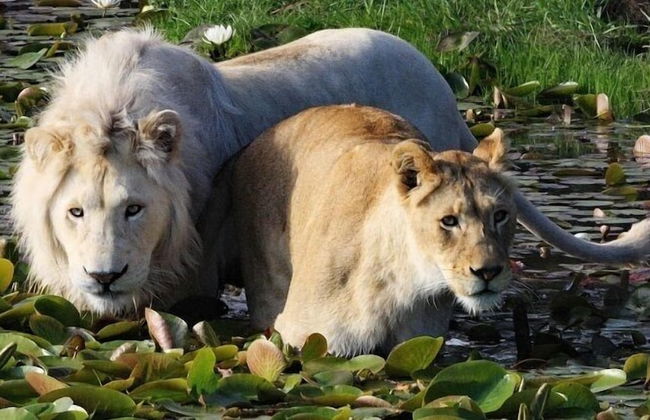 Moon Shine on Whiskey Creek - Foto 61