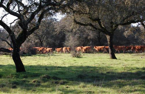 Herdade da Burquilheira Family Retreat - Foto 49