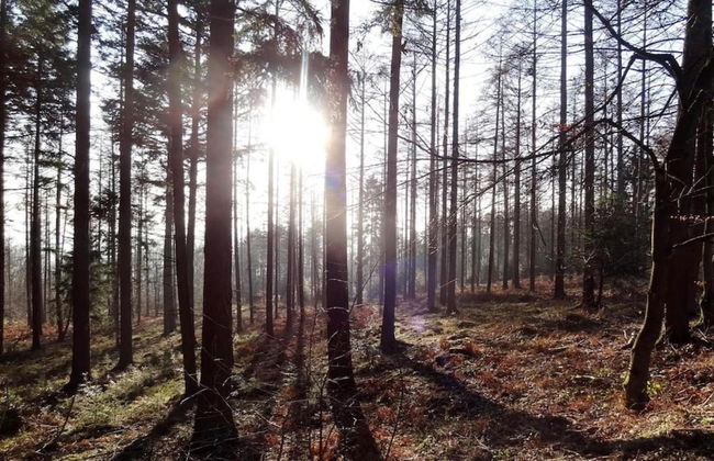 Scenic Cottage in Rahier - Photo 32