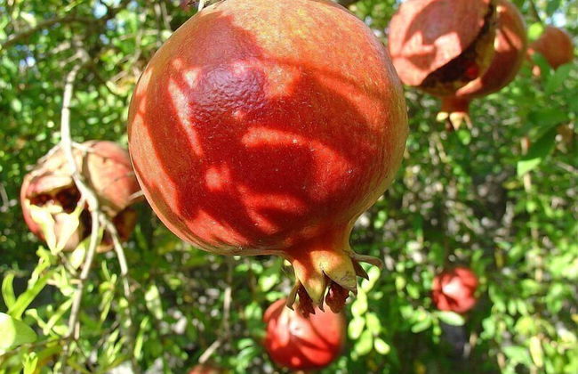 Akdeniz Bahcesi - Foto 30