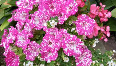 Apartment Punta - Foto 2