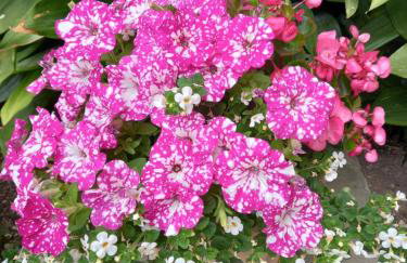 Apartment Punta - Foto 2