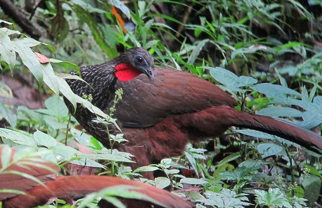 Quimbaya Bamboo Raft Tour - Foto 3