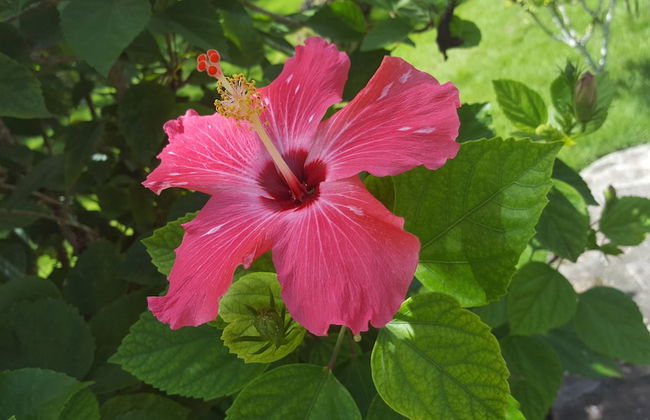 Oasis Hotel Las Terrenas - Foto 36