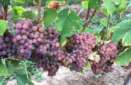 Ferienwohnungen Fuhrmann-Burg - Foto 62