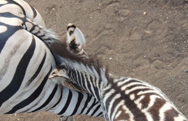 Lion Tree Bush Lodge - Foto 29