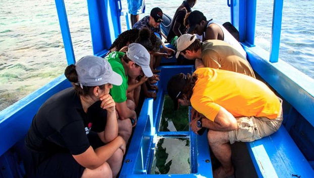 Paseo en barco con fondo de cristal por Diani - Foto 4, Podréis admirar la impresionante vida marina