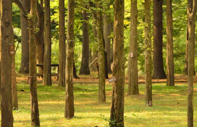 Excursión a la Petite France, Isla Nami y Jardín de la Calma de la Mañana - Foto 1