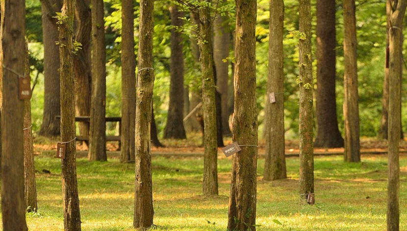 Árvores na ilha Nami