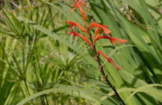 Villa à proximité de la plage de l'almanarre - Foto 19