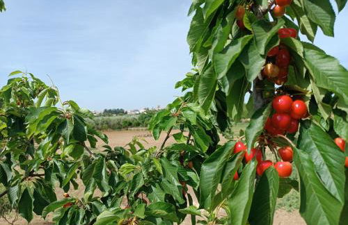 Passo do Lobo - Turismo Rural - Foto 51