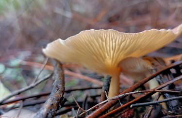 Apartamento Rural El Rinconcito - Foto 38