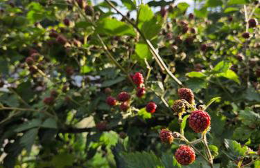 Domek w Krzewinie - Foto 19