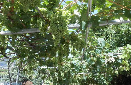 Casitas Las Uvas y las Viñas - Foto 43