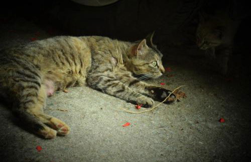 Anikuenea landa apartamentuak - Foto 25