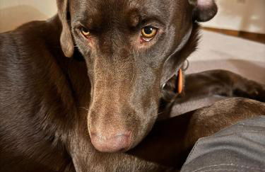Eifel Urlaub mit Hunden Ferienhaus Schwalbennest Schalkenmehren - Foto 33