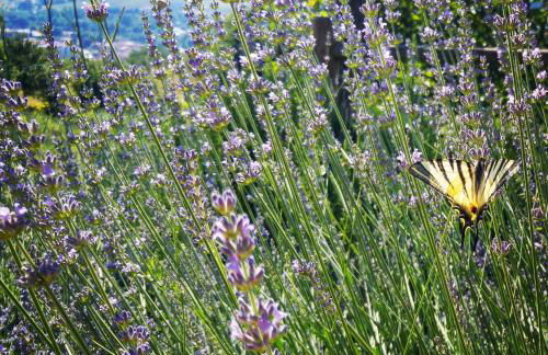 Agriturismo La Fontaccia - Foto 28