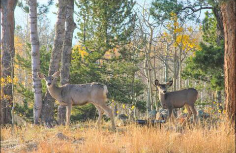 Million Dollar Creekside Treehouse Hottub Rafting Hiking Fishing and Mins to Glenwood and Hotsprings - Foto 6