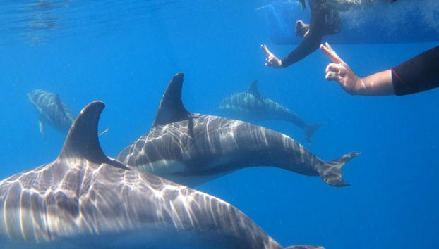 Croisière à la nage avec les dauphins sauvages à Adélaïde - Photo 3