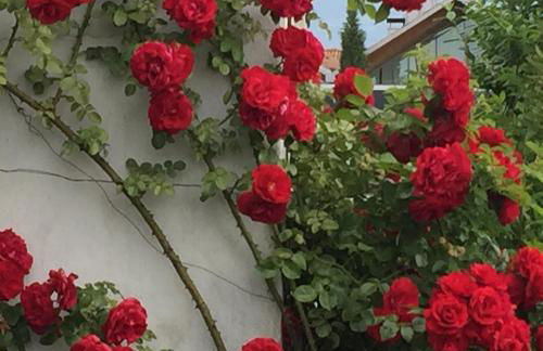 Lochererhof - Foto 58