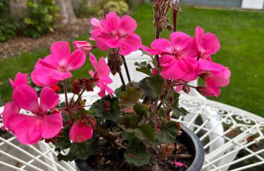 Delightful 3-bedroom Cottage, Brockenhurst - Foto 16