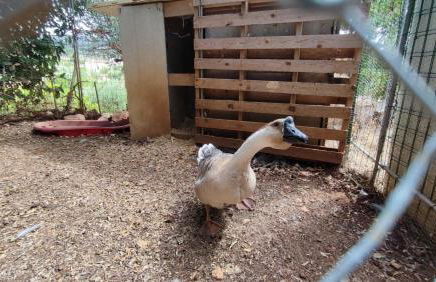 Casa Don Carmelo-Holiday' s Food Experience - Foto 14