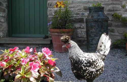 Alltybrain Farm Cottages and B&B - Foto 67