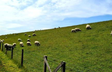 Ferienwohnung Baltrum auf dem Elisenhof Hagermarsch - Foto 36