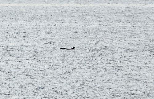 Pat's Perch - Foto 36