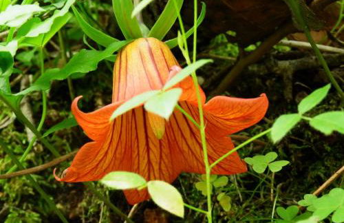 Villa Deluxe Suites Maspalomas - Photo 59