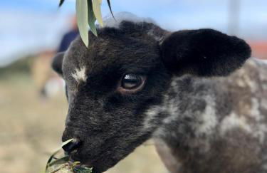 Monte da Rochela - Foto 20