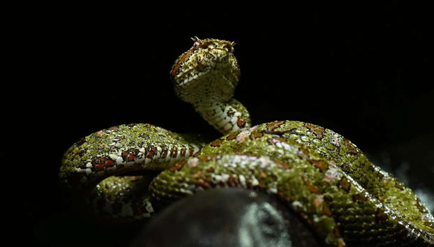 Un serpente velenoso